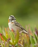 Chingolo (zonotrichia capensis).