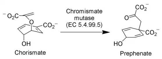 Chorismate mutase catalyzes Un Claisen rearrangement