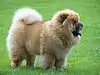 Chow Chow(China)