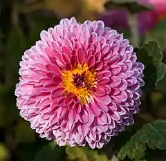 Chrysanthemum × morifolium rosa