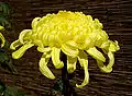 Flor Chrysanthemum morifolium