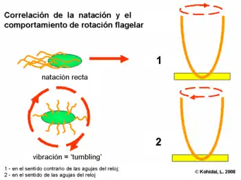 Correlation of swimming behaviour and flagellar rotation