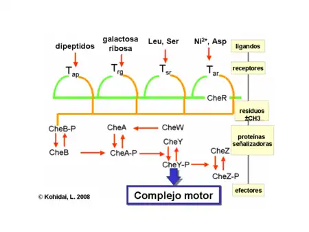 Bacterias-Traducción de señal