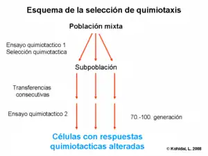 Chemotactic selection