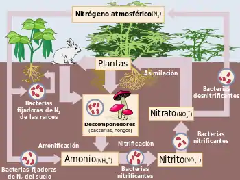 Diagrama del ciclo del nitrógeno