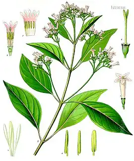 Cinchona officinalis L.