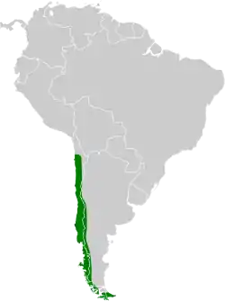 Distribución geográfica de la remolinera chica.