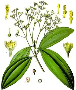 Cinnamomum aromaticum Nees