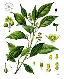 Cinnamomum camphora (L.) J.Presl