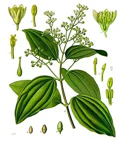 Cinnamomum verum J.Presl