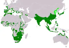 Distribución de Cisticola juncidis