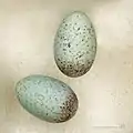 Huevos de Cisticola erythrops - MHNT
