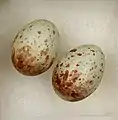 Huevos de Cisticola erythrops sylvia - MHNT