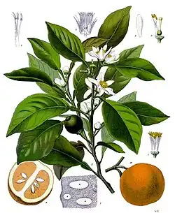 Citrus aurantium L.