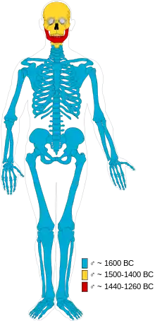 Composición de los huesos de la momia varón adulto de Cladh Hallan. Azul = varón adulto que data de 1600 a. C., amarillo = varón adulto que data de 1500 a 1400 a. C., rojo = varón adulto que data de 1440 a 1360 a. C. Según Jayd Hanna, Abigail S. Bouwman, Keri A. Brown, Mike Parker Pearson and Trence A. Brown (2012).
