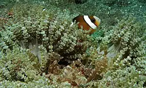 Amphiprion clarkii en H. aurora, Sulawesi