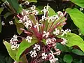 Clerodendrum quadriloculare.