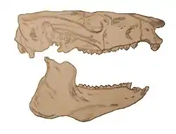 Ilustración del cráneo de Cochilius volvens
