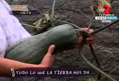 Salta, un zapallo de Cucurbita pepo a punto de ser desprendido de la guía, quizás llamado Angola. Aparentemente es de tallo negro (Dark Stem), con rugosidades, levemente acostillado en el extremo proximal, periforme con las proporciones de un 'Butternut'. Color de pulpa amarillo intenso.