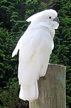 Cacatúa blanca