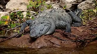 Cocodrilo americano (Crocodylus acutus)