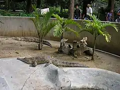 Cocodrilos en Zoológico de Caricuao