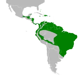 Distribución geográfica del platanero.