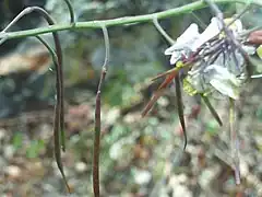Coincya longirostra