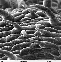Tricomas uniseriados en Coleus, foto al microscopio (SEM). Se observa uno glandular, ver más adelante.