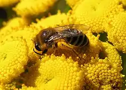 Colletes daviesanus en Tanacetum vulgare