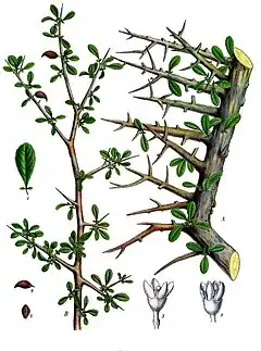 Commiphora myrrha (Nees) Engl.