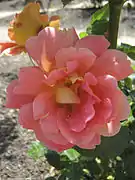 Rosa 'Condesa de Sástago' (Pedro Dot, 1930), en  Nieuwesteeg Heritage Rose Garden, Maddingley Park, Bacchus Marsh, Victoria Australia.