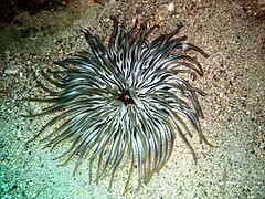 Condylactis aurantiaca en el Mediterráneo