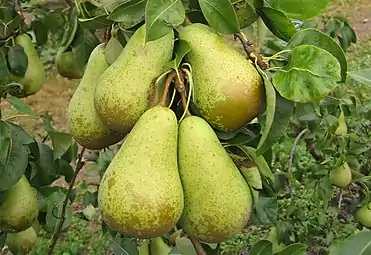 Peras 'Conference' en el árbol.