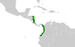 Distribución geográfica del bienteveo del Chocó.