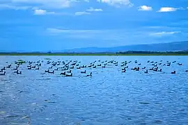 Patos en el lago