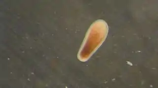 Larva de L. purpurea