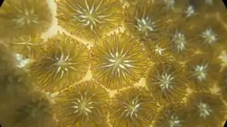 Distribución de coralitos de L. purpurea