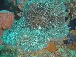 Cryptodendrum adhaesivum en Guinjata bay, Mozambique.