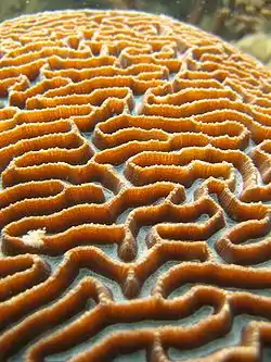Coral cerebro de la familia Faviidae.