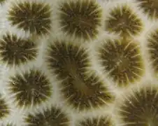 Coralum de L. purpurea mostrando en el centro la gemación de un coralito