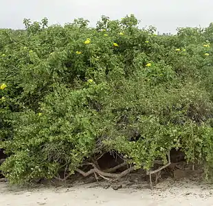 En hábitat en el borde de una playa, con Cryptocarpus pyriformis, Santa Fe, Galapágos