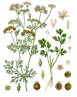 Coriandrum sativum L.