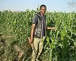 Granja de maíz en el norte de Nigeria