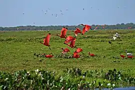 Humedal, Llanos Bajos