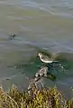 Correlimos (Calidris alpina) en las salinas.