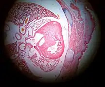 Corte transversal de un embrión de ratón visto al microscopio