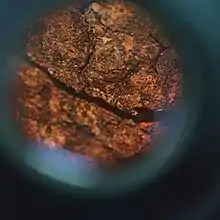 Corteza de árbol vista con una lupa binocular estereoscópic