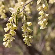 Corylopsis glabrescens