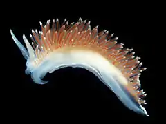 Flabellina nobilis